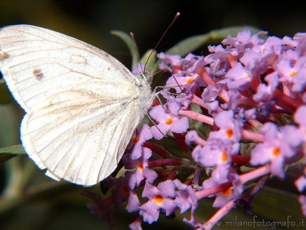 Cadrezzate (Varese) - Pieris napi su Buttleja